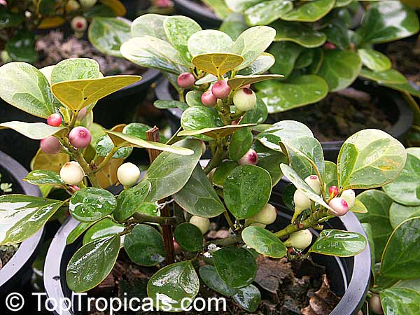 Ficus deltoidea